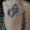 Anatomic Heart