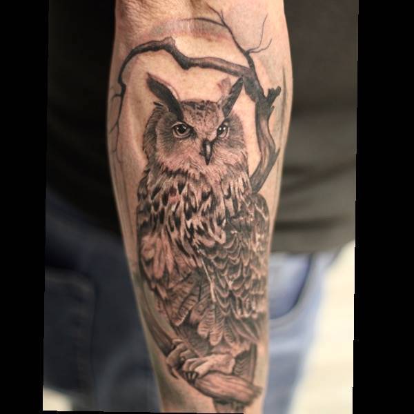 Owl