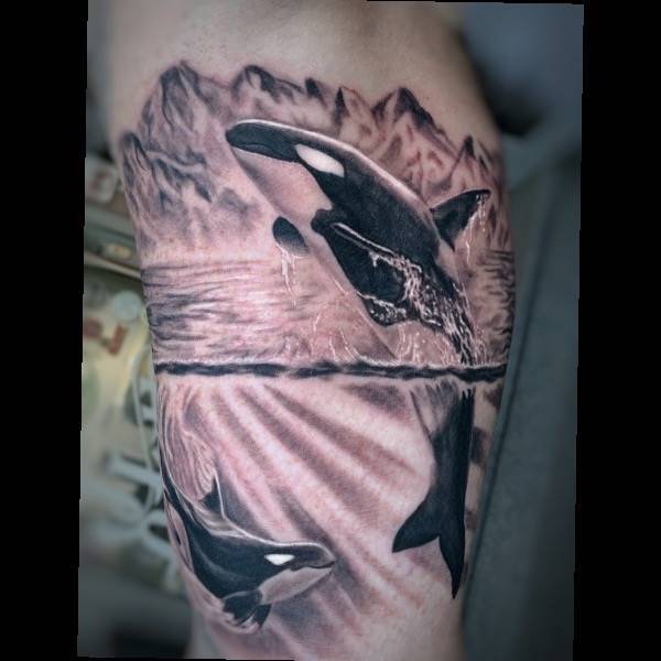 Orca Whales / Killer Whales