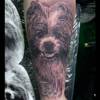Hunde Portrait