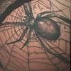 spider