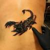 Scorpion