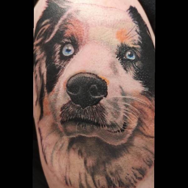 Hundeportrait