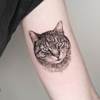 Katze