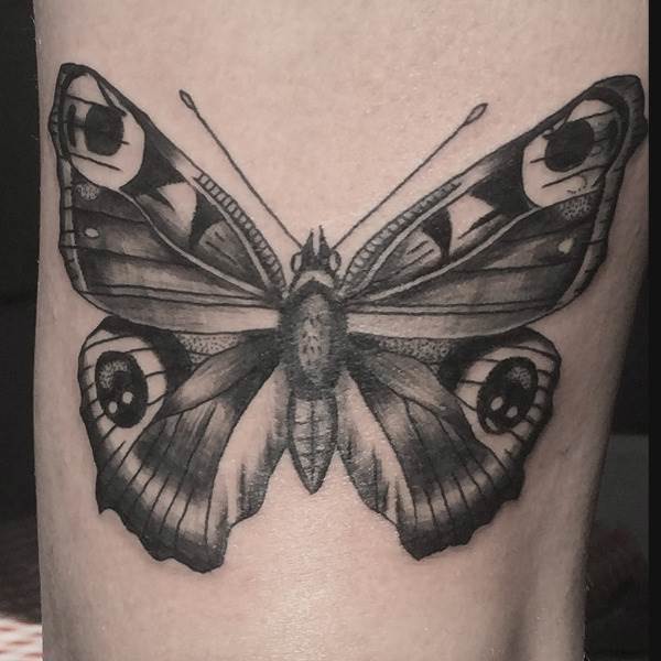 Schmetterling