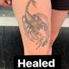 Healed Skorpion